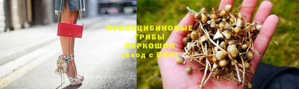 ПСИЛОЦИБИНОВЫЕ ГРИБЫ Горно-Алтайск